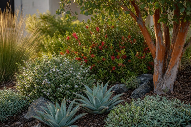 Contemporary design inspiration: sculptural planting, clean masses, and restrained color