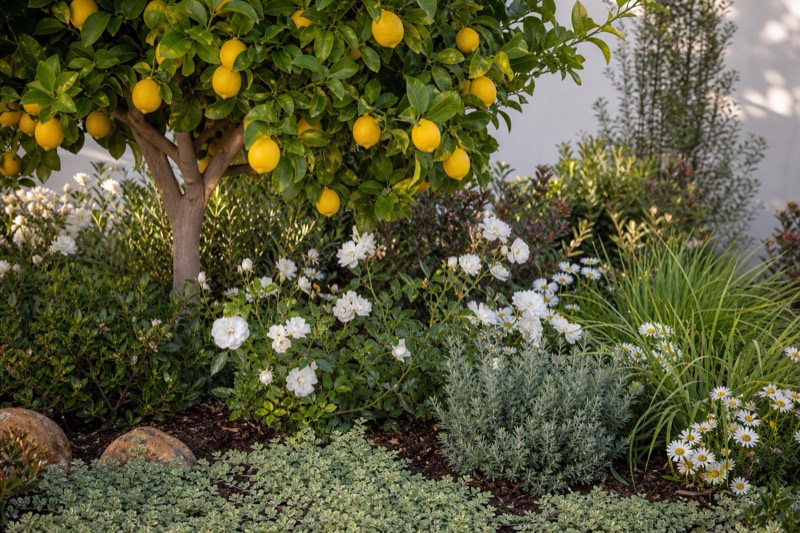 Farmhouse design inspiration: fresh green planting, white flowers, and informal orchard character