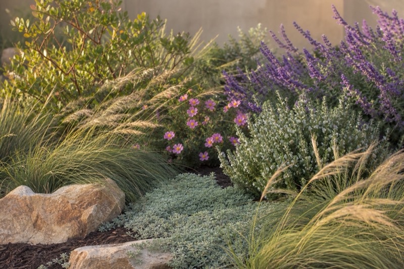 Prairie design inspiration: soft grass drifts, silver foliage, and relaxed seasonal color